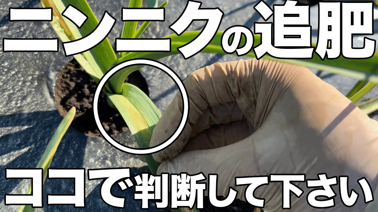 【追肥時期を見極めろ】ニンニクを大きく育てる追肥のコツは〇〇をみて下さい