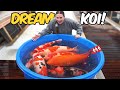 Dream Koi Shopping at Sakai Fish Farm (Worth It?)