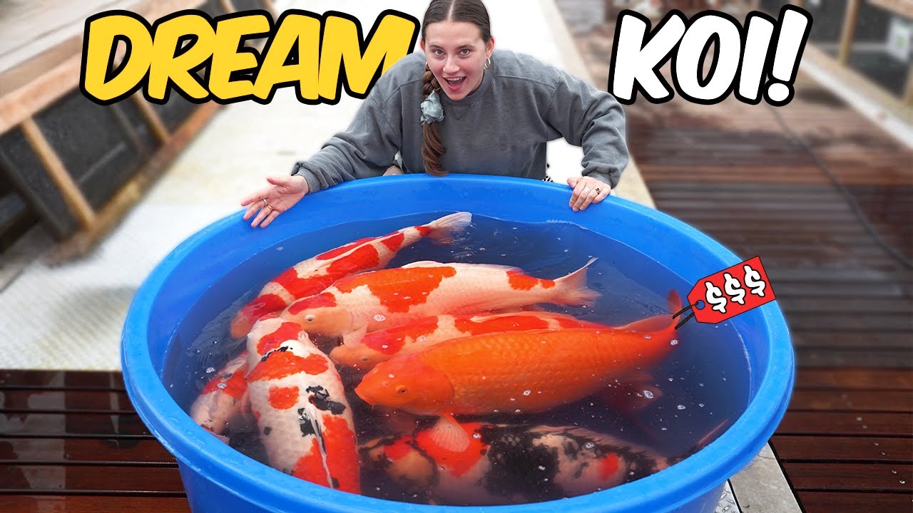 Dream Koi Shopping at Sakai Fish Farm (Worth It?)