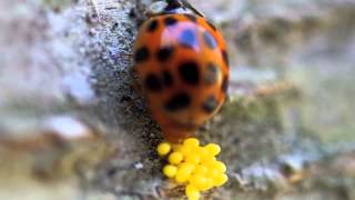 Ladybug Laying Eggs