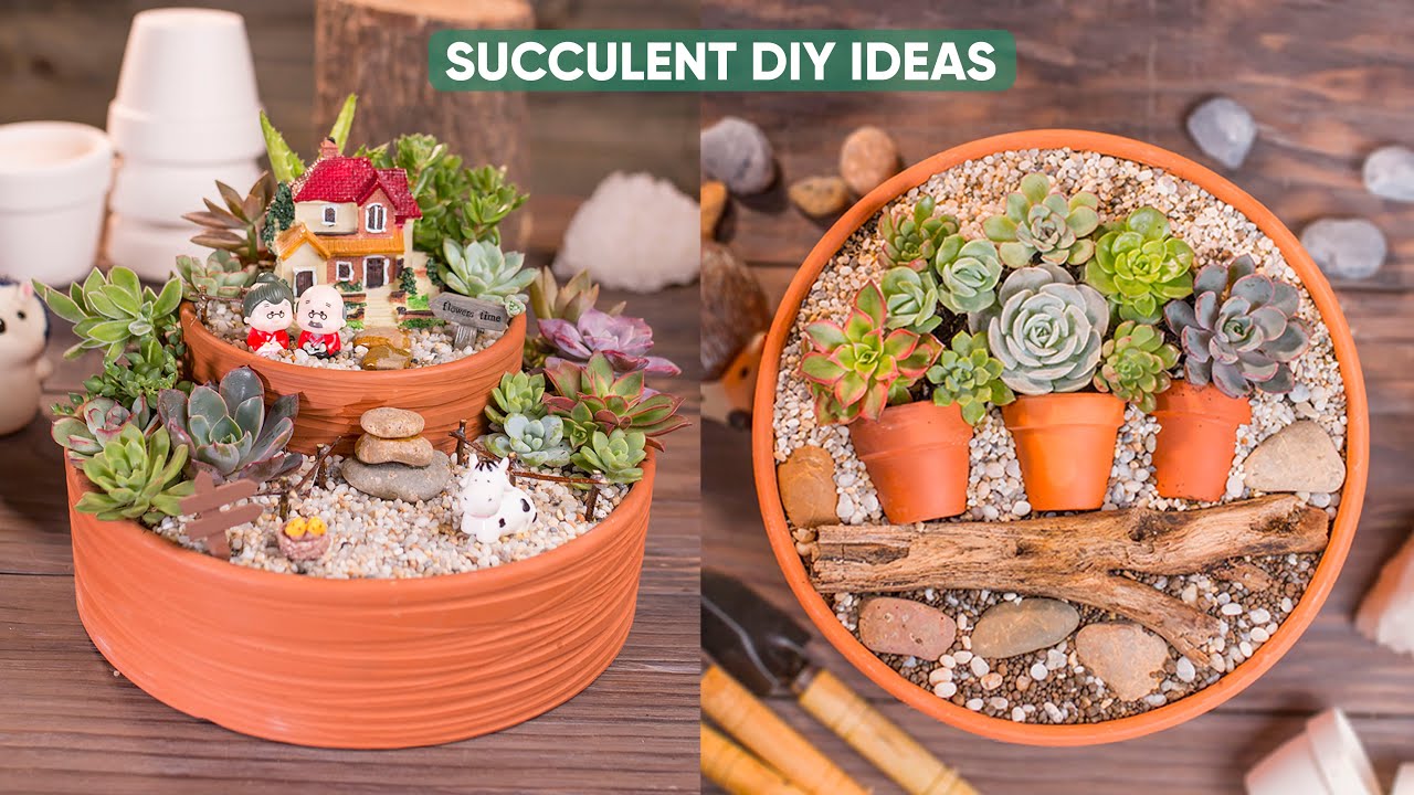 DIY Succulent Arrangement Inspiration You Need to Try Now