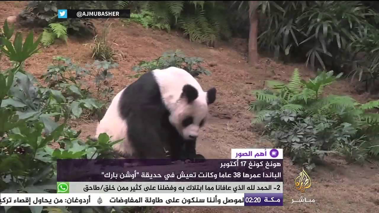 لماذا قتل الأطباء "جيا جيا"؟