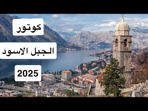 كوتور الجبل الاسود 