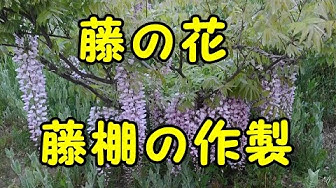 藤の花 Youtube 藤の花 Youtube