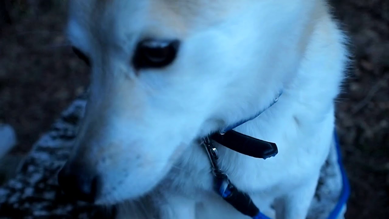 大好きな魚肉ソーセージ Youtube