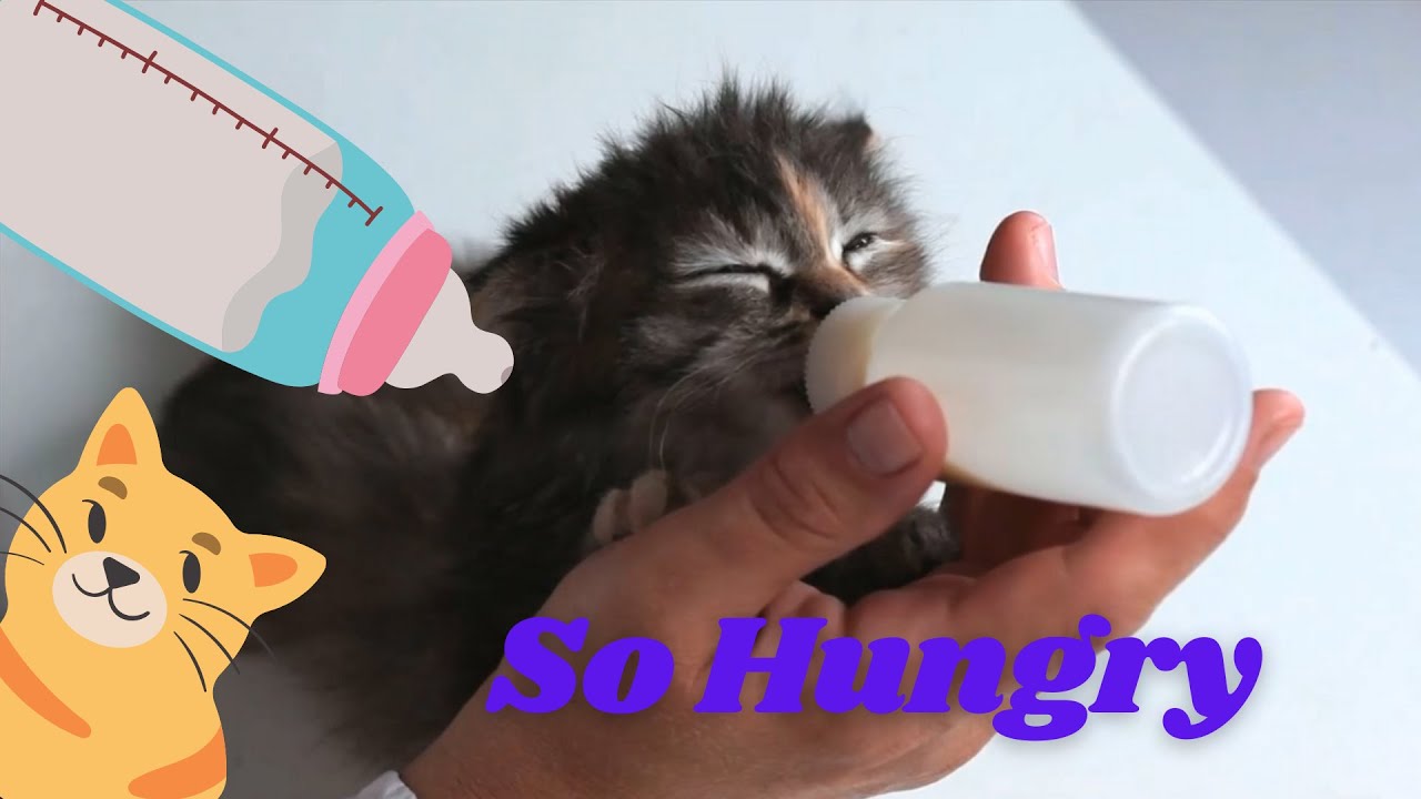 Cute Baby Kittens Drinking Milk from an Infant Bottle by Hand