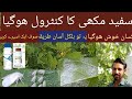 How to control whitefly in the cotton| Sofed mankhi khatam kasey kare | سفید مکھی کیسے ختم کریں .