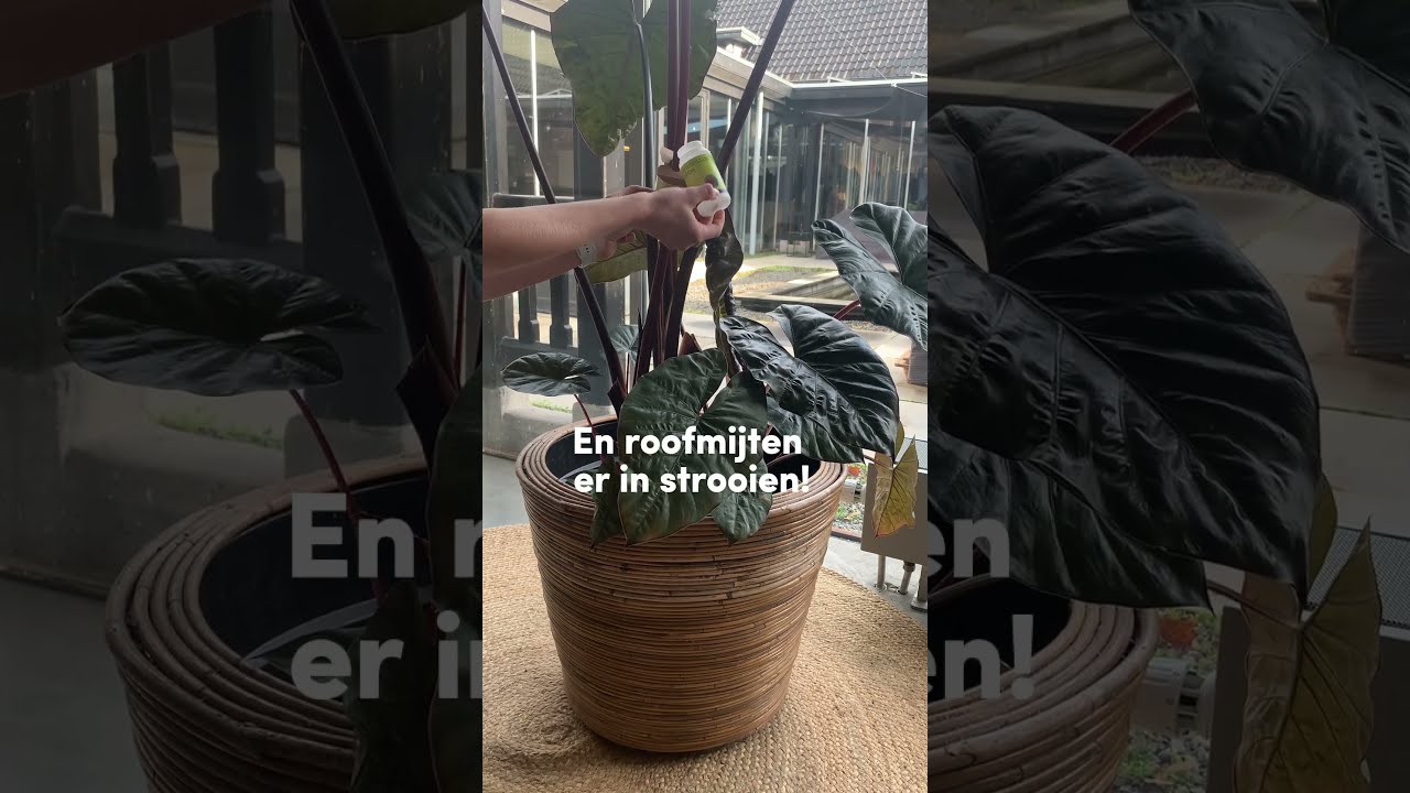 Zo Bestrijd Je Spint 