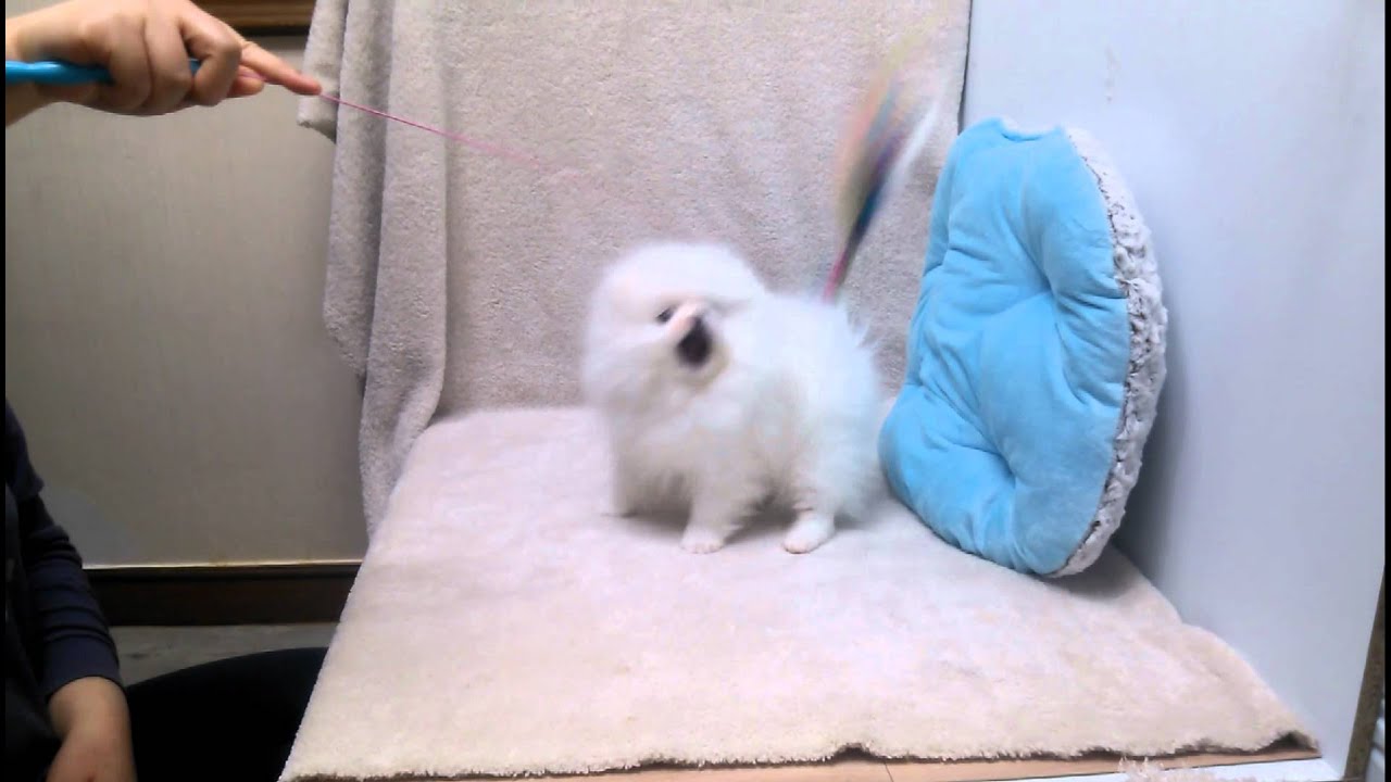 Micro teacup White Pomeranian puppies for sale - YouTube Newborn Pomeranian