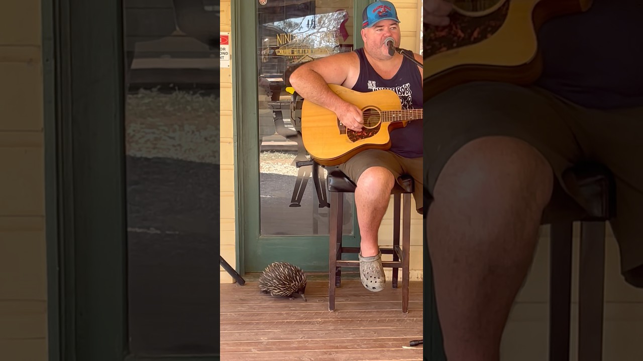 Ехидна затмевает всех на Nindigully Sound Check в пабе Nindigully