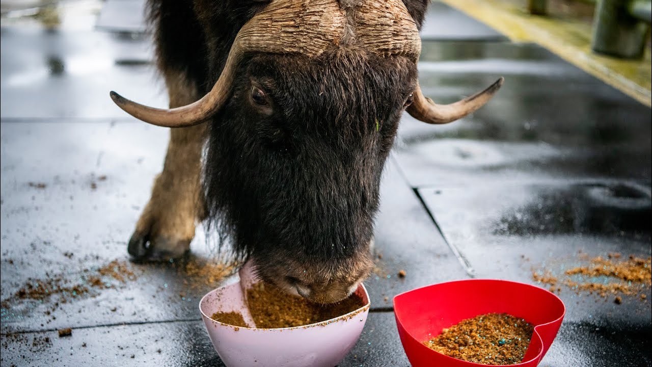 Charlotte the Muskox is eating for TWO! 💕