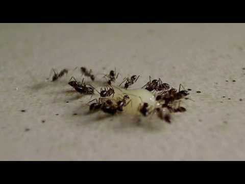 Hidden Video: Dark Knights vs. Feral Black Crazy Ants - Hidden Video: Dark Knights vs. Feral Black Crazy Ants
