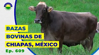 609. Razas bovinas de Chiapas, México