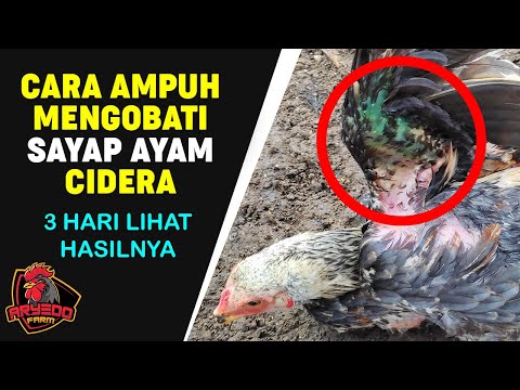 Video: Alergi Kucing Himalaya