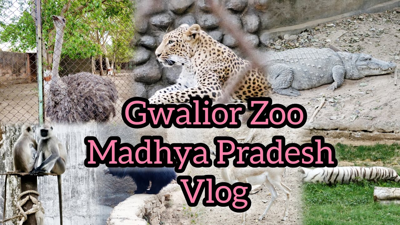 Gwalior Zoo, Madhya Pradesh Vlog