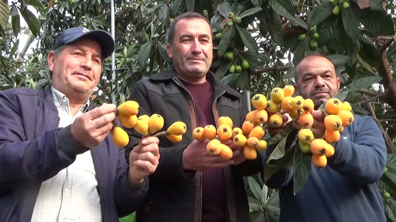 Türkiye’de İlk Örtü Altı Yenidünya Meyvesi Hasadı Başladı, Yeni Dünya'lar Dubai Yolcusu