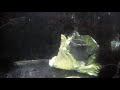 キャベツを食べるウニ