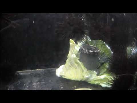 キャベツを食べるウニ Youtube