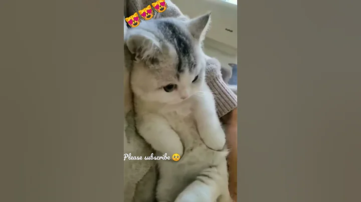 Watch the video about The Best Funny Cat Videos 2022 - Cutest and Funniest Cats-Kitten Videos #cutecats #shorts #kittymeow