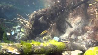 Moapa Dace and Moapa White River Springfish Foraging