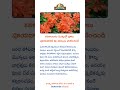 కనకాంబరం మొక్కల్లో పూలు పూయడానికి ఈ చిట్కాలు పాటించండి #telugu #tsfarmers