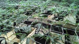 Indoor Grow Update: Week2 Day14 Scrog Grow