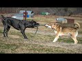 Big Dogs Playing | How Are Judah &amp; Moses Doing? | A Journey Of Two Brothers