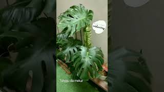 Monstera New Leaf Monstera Deliciousa