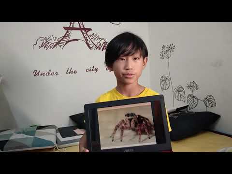 「小昆蟲大知識」系列 -- 馬浩學 主講