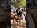 鹿と一緒に写真を撮る外国人観光客 #zoo #八重垣神社祇園祭 #animals #deerpark #cute #narapark