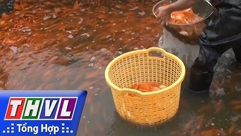THVL | Người đưa tin 24G: Người dân Phú Thọ tất bật thu hoạch cá chép phục vụ thị trường đưa ông Táo