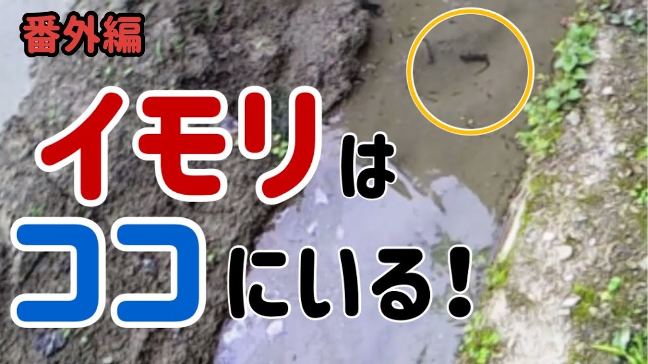 【必見】アカハライモリの