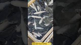 fishing blitarkekinian fish Httpsyoutubecomshortsjaaamwrax4simd5bmvu1o9hocgt7