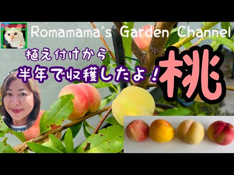 【小桃の木】 Growing peaches in a planter] I was able to harvest high-quality