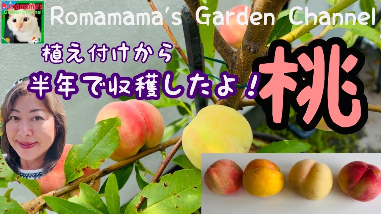 【プランターで桃栽培】植え付けから半年で高級桃が収穫出来たよ　#もも　#桃栽培 