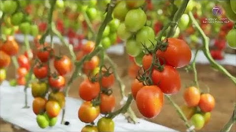 Estos son los 24 productos de la canasta básica incluidos en el paquete contra la inflación.