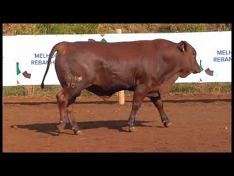 LOTE 64   BARA 306