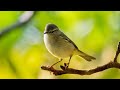 Нежная лечебная музыка здоровья и для успокоения нервной системы "Birds sound"