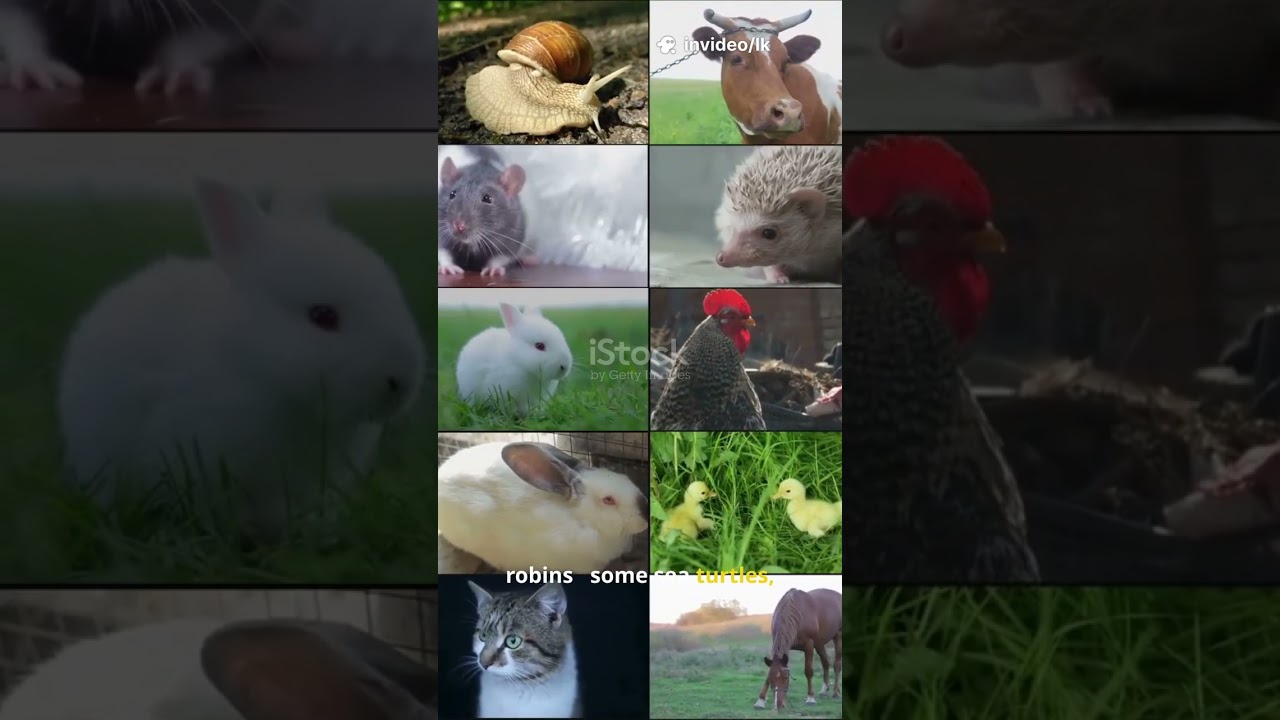 The Animal That Can See The Magnetic Field 🌍👁️