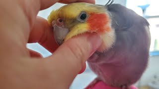 How my birds react when I try to pet them by 킴's house 1,576 views 3 months ago 1 minute, 50 seconds