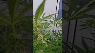 84 days sungrown mimosa autoflower #ihavethisthingwithplants #lifeisbutadream