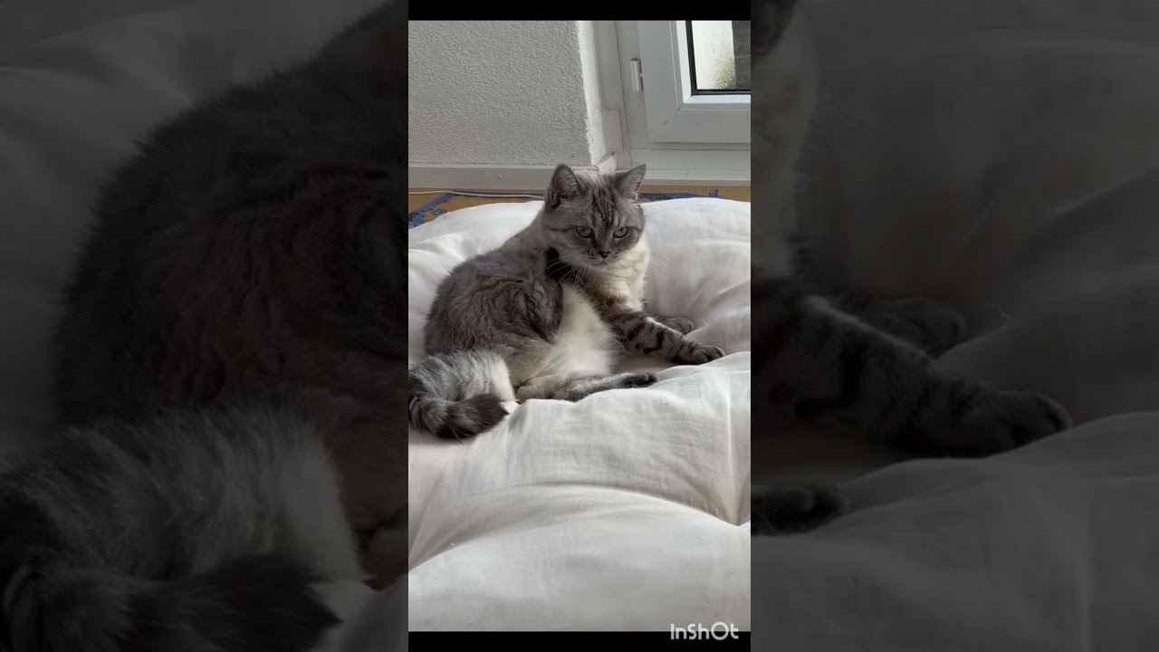 Cute Cats That Will Melt Your Heart 🐾😻 | Best Compilation 2