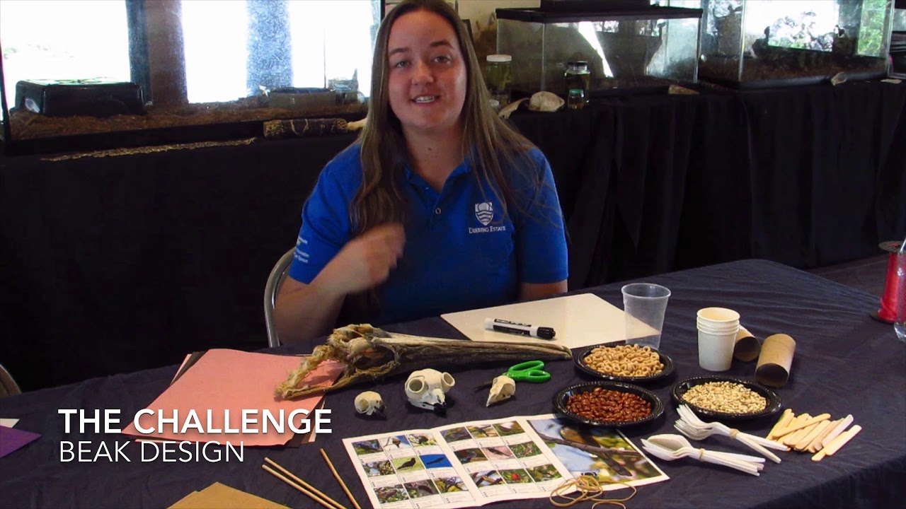 Beak Design (Episode 11) - YouTube