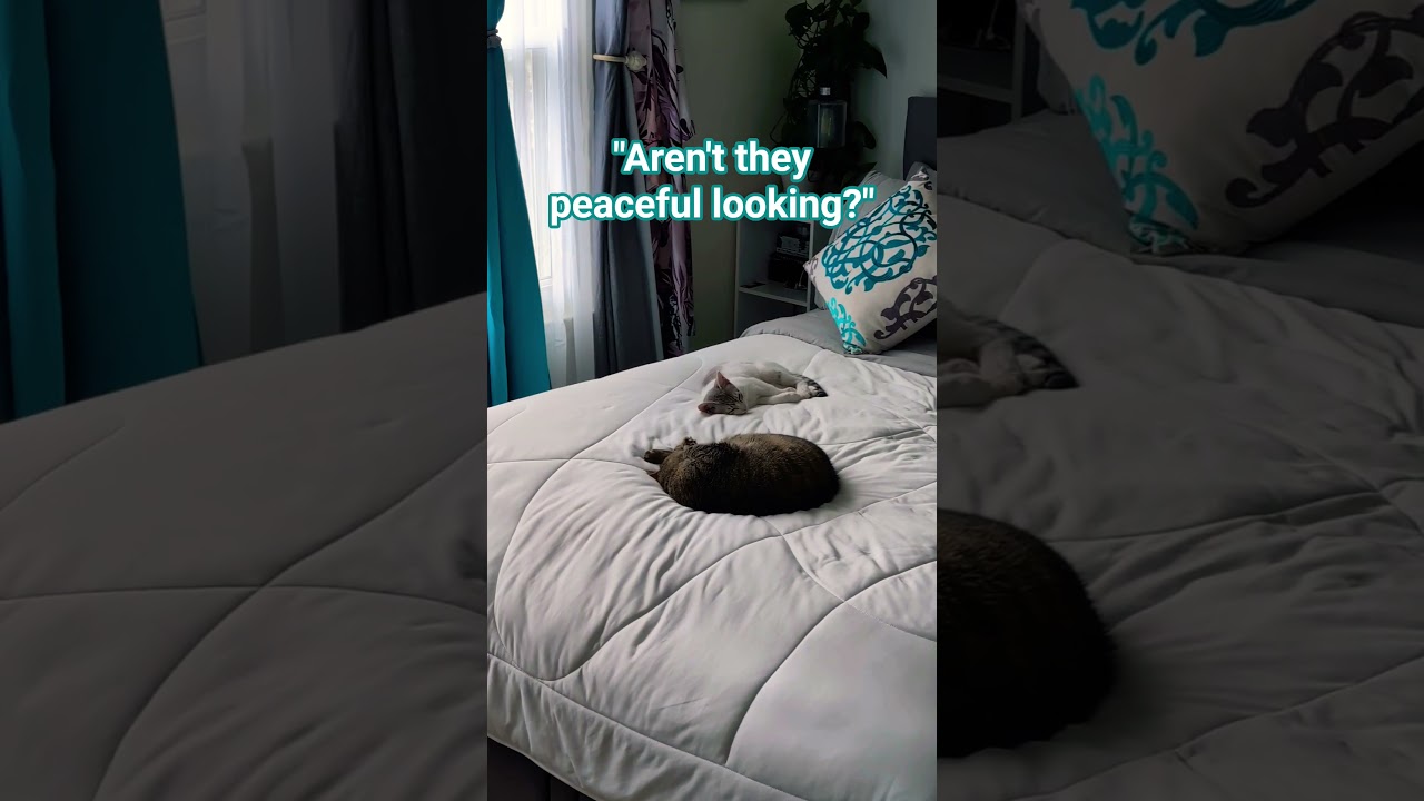 Daddy was just too late to see it 😁. #cathumor #petjokes #catmood