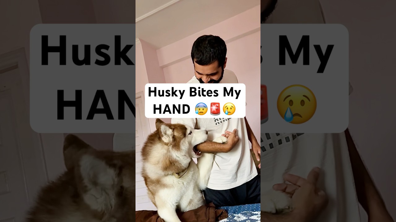 Husky BITES me for this 😰😂🚨 