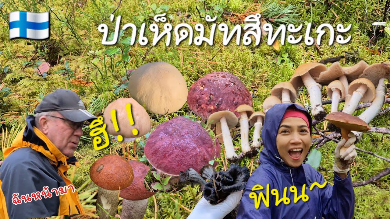 งานนี้บ้านจะแตกไหม? 😂 เห็ดแตรดำ,เห็ดผึ้งหวานหัวแดง,เห็ดปลวกฝรั่ง 😍  20.9.2025 🇫🇮