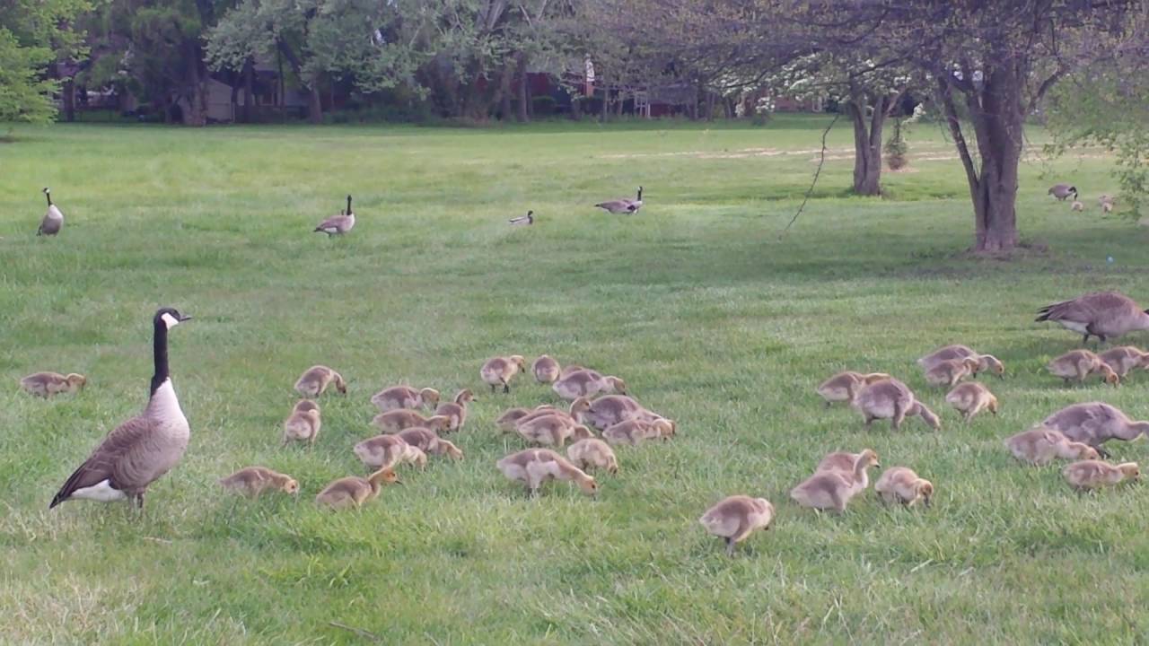 camera iphone 8 plus apk Geese and their goslings hanging around mom towards the river and grazing adorable