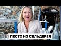 ПЕСТО ИЗ СЕЛЬДЕРЕЯ. Необычный рецепт от Италия Вкусно с гидом в Калабрии и на Сицилии Еленой Полевик