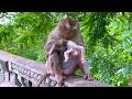 🔴 Live Stream — Mama STEPHENIE Checks Her Baby’s Growth After 3 Months 🐒💛🌿