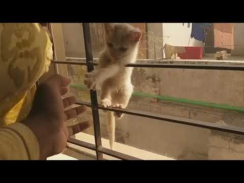 funny-cute-baby-kitten-adorable-video-/funny-cats-and-kittens-meowing-compilations